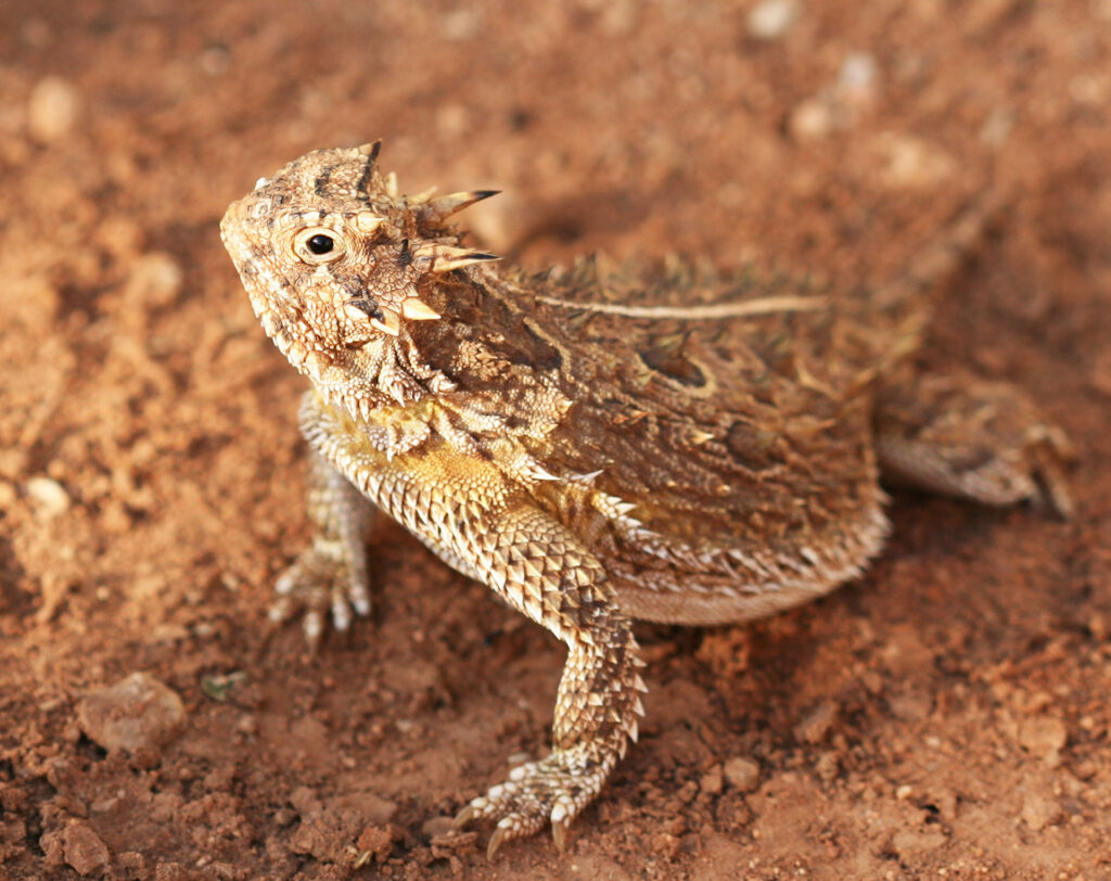 lizard blending into the brown gravel