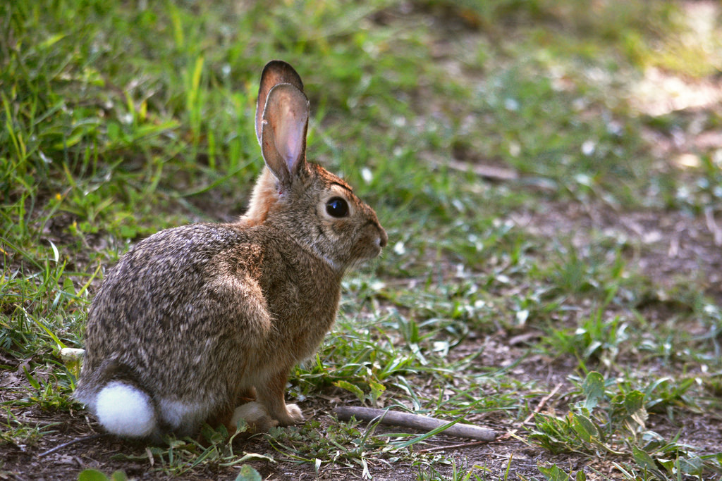 11brown and white cottontail rabbit
