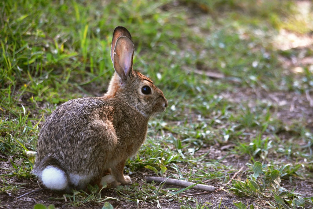 brown and white cottontail rabbit