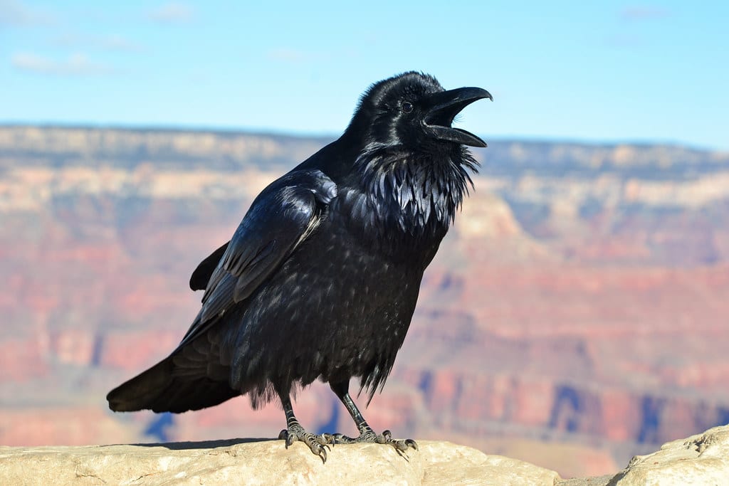 raven with open beak in front of grand canyon