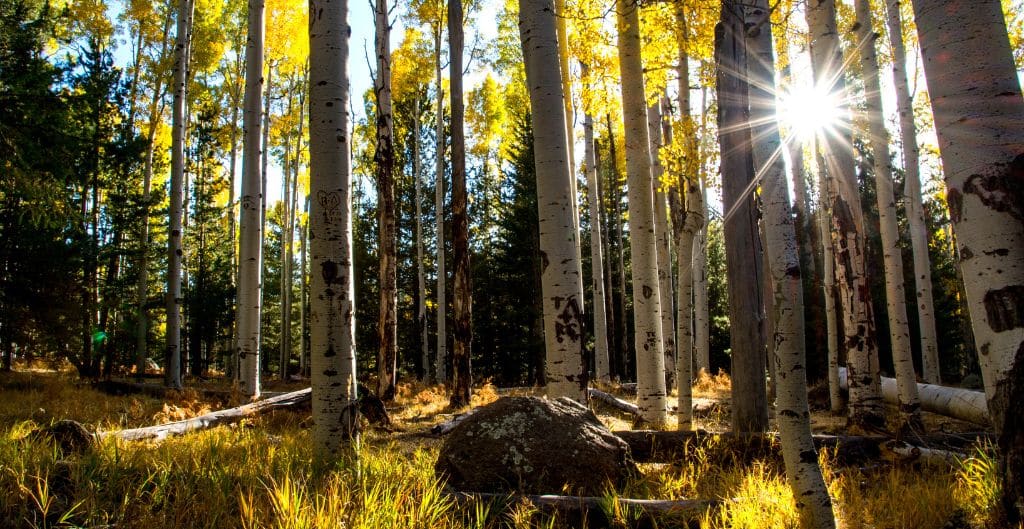 sunlight through aspen trees