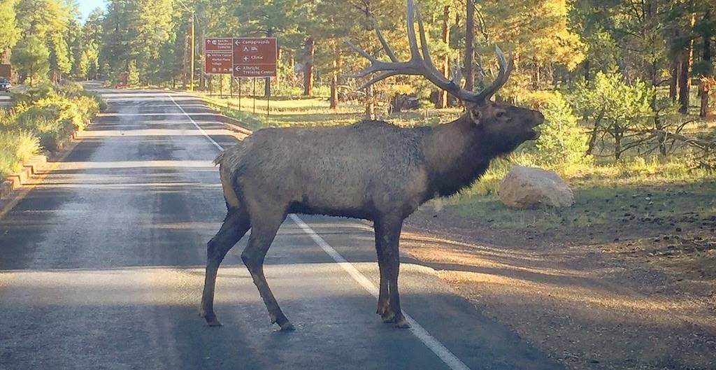an elk stands in the middle of the road near the grand canyon