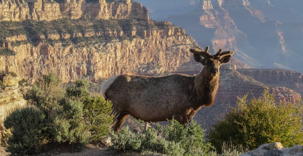 elk standing near the edge of the grand canyon