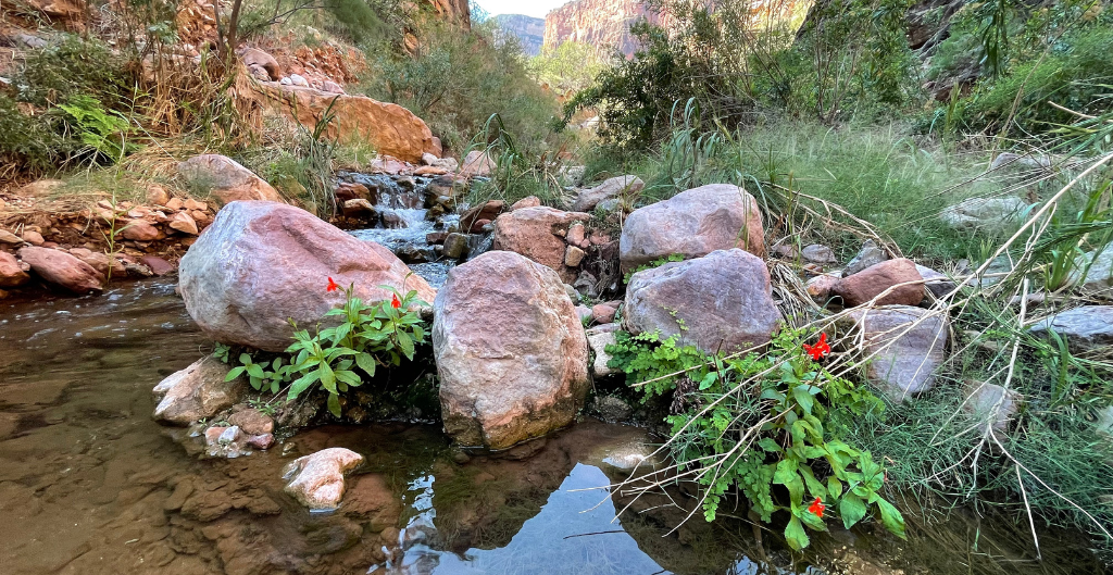 scarlet monkey flowers blooming along a creek during spring in the grand canyon
