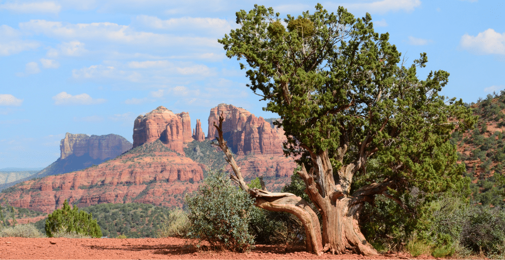 tree against sandstone landscapes